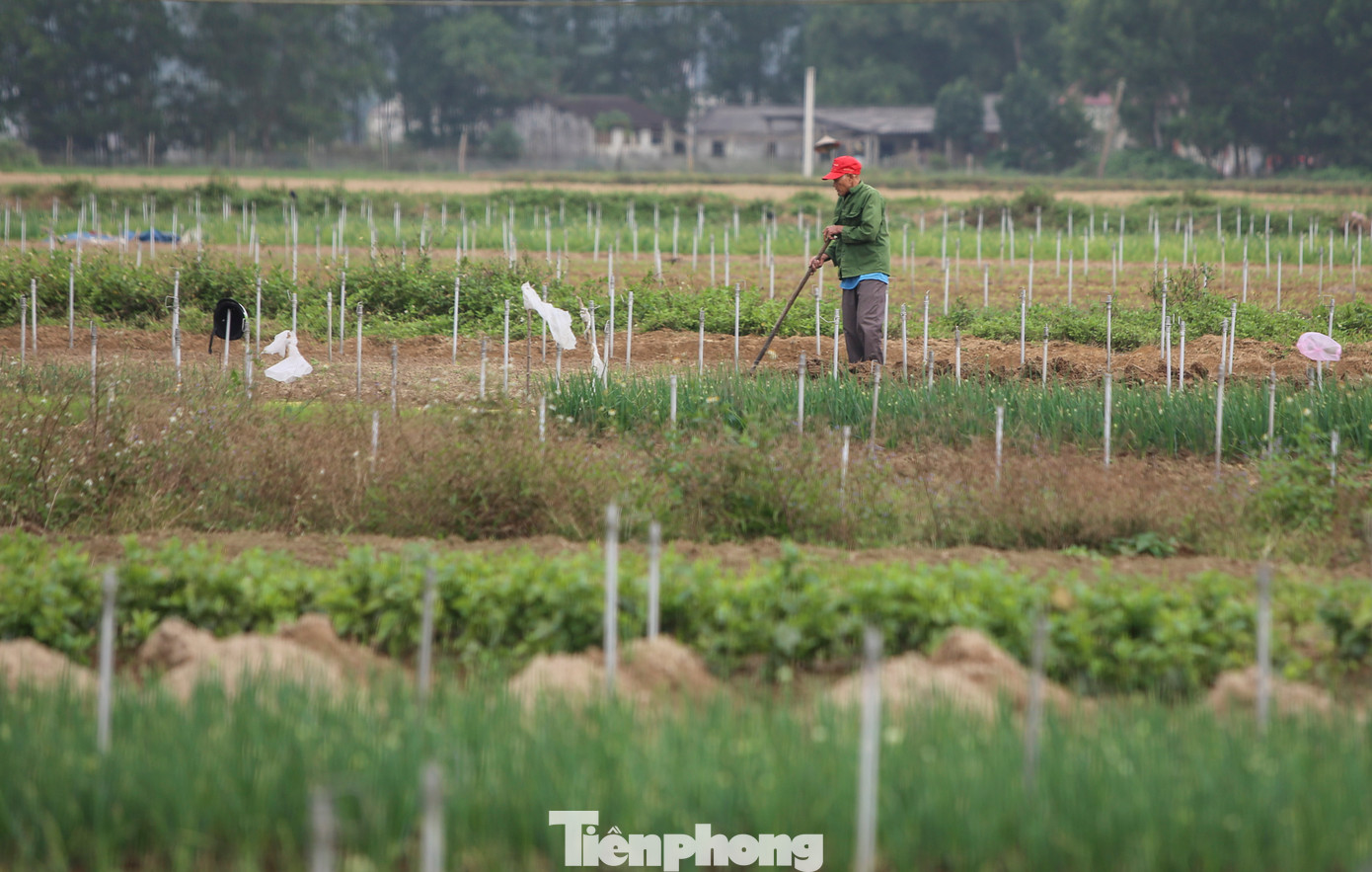 Lãnh đạo UBND xã Thuần Thiện cho biết, trồng hành giúp người dân có thêm nguồn thu nhập khá ngoài cây lúa. Thế nhưng những năm gần đây do thị trường cạnh tranh với các nguồn hàng khác nhau khiến giá hành giảm. Ngoài ra, việc trồng hành đòi hỏi công chăm sóc thường xuyên trong khi lao động ít dần nên người dân không còn mặn mà.