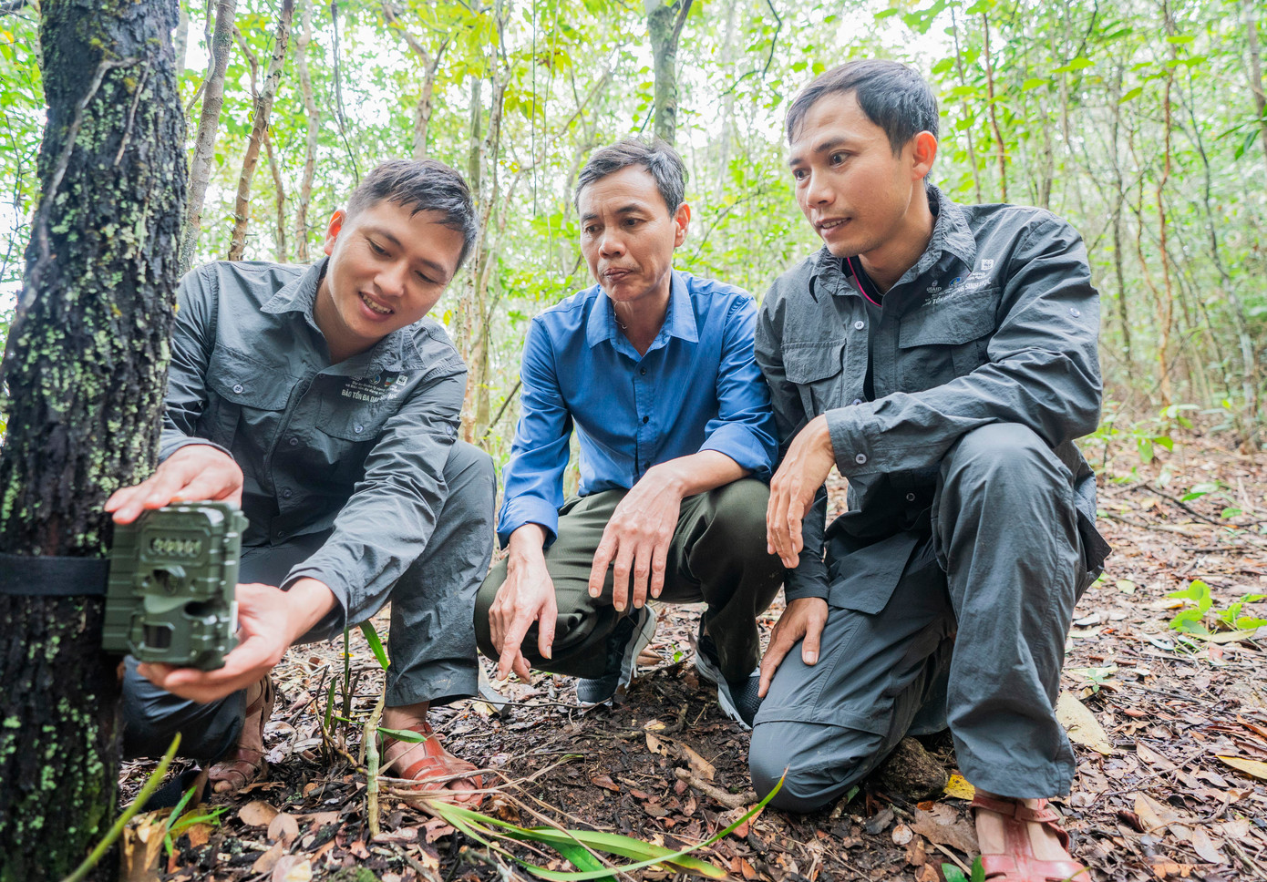 Ông Thái Cảnh Toàn, Phó giám đốc VQG Vũ Quang cho biết, từ tháng 11/2023 đến nay, VQG Vũ Quang phối hợp với thực hiện dự án Quản lý rừng bền vững và bảo tồn đa dạng sinh học (Dự án VFBC) - Bộ NN&amp;PTNT do WWF-Việt Nam thực hiện đã đặt và thu 85 điểm bẫy ảnh nhằm phục vụ hoạt động giám sát đa dạng sinh học. Qua kiểm tra, đơn vị này ghi nhận có 58 loài động vật hoang dã, quý hiếm, trong đó có 9 loài đặc hữu của dãy Trường Sơn.