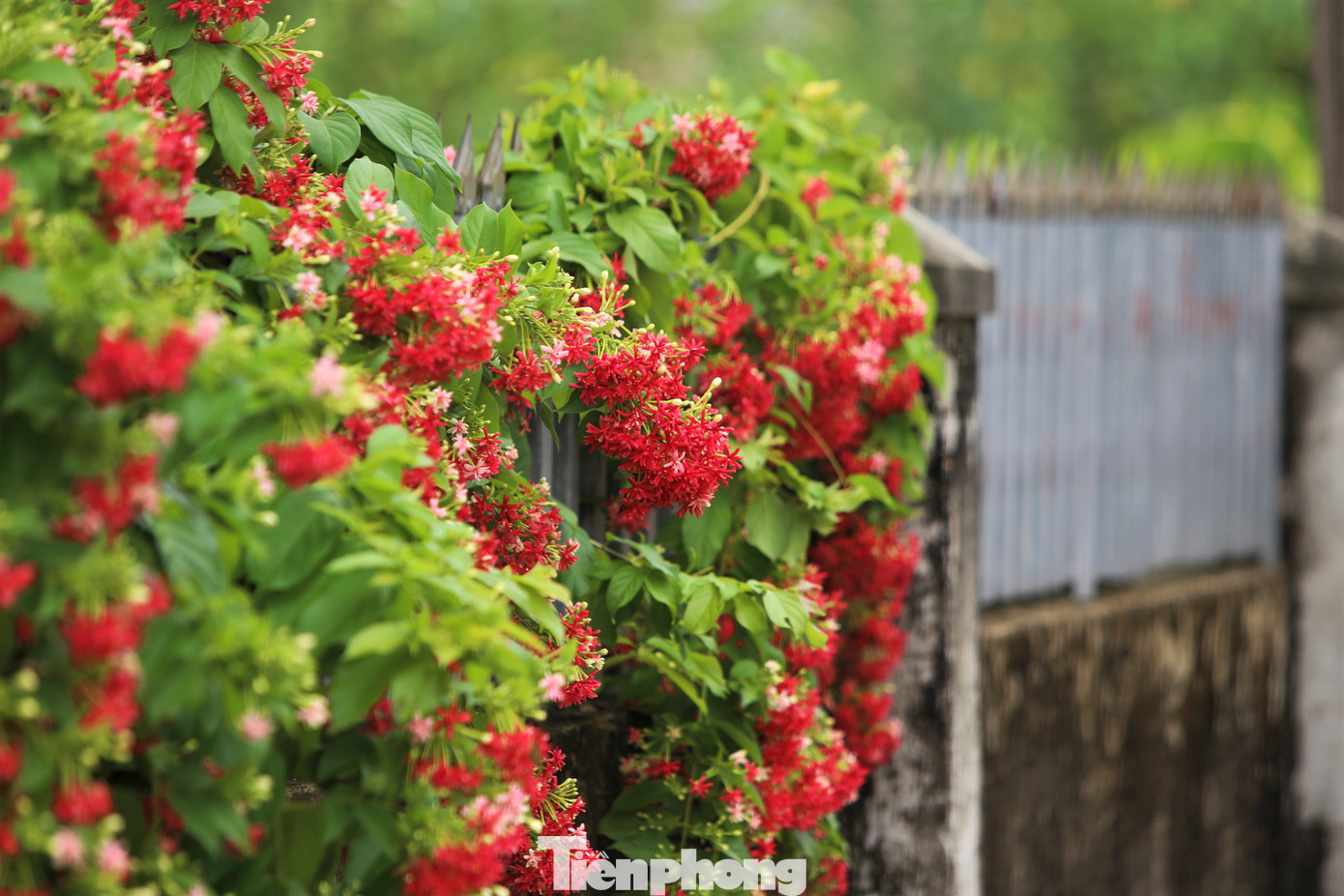 Ngoài hoa giấy, trong các khu vườn và dọc các tuyến đường, người dân địa phương còn trồng các loài hoa mười giờ, sử quân tử. Mỗi loài hoa đều có màu sắc riêng biệt song tô thẳm cho vẻ đẹp của miền quê Hà Tĩnh.