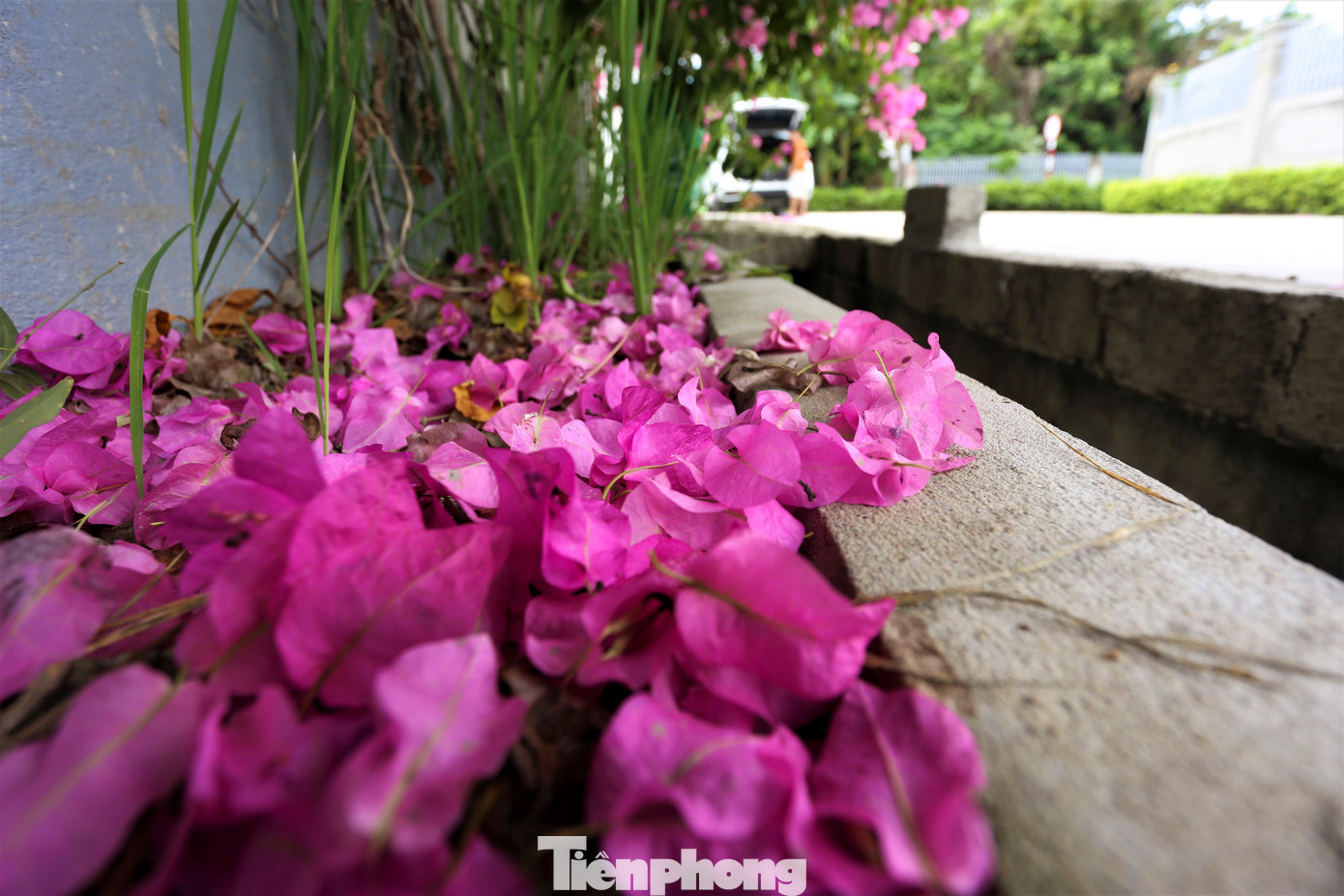 Những thảm hoa giấy được dệt nên từ những bông hoa nhỏ xinh, màu sắc rực rỡ, khiến bao người mê mẩn.