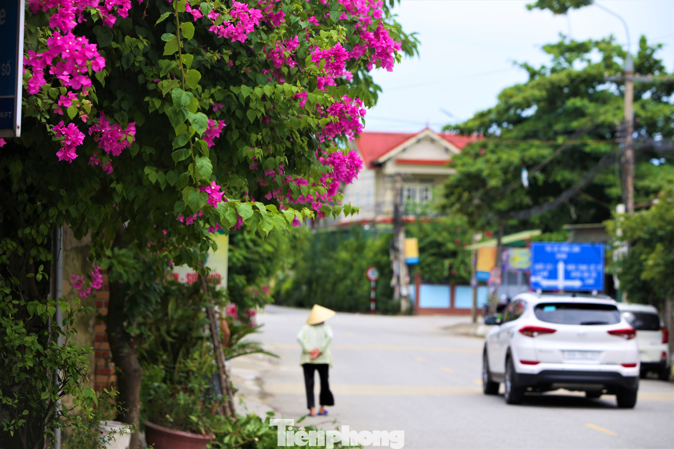 Dọc các con đường ở xã Thiên Lộc là những dàn hoa giấy khoe sắc rực rỡ.