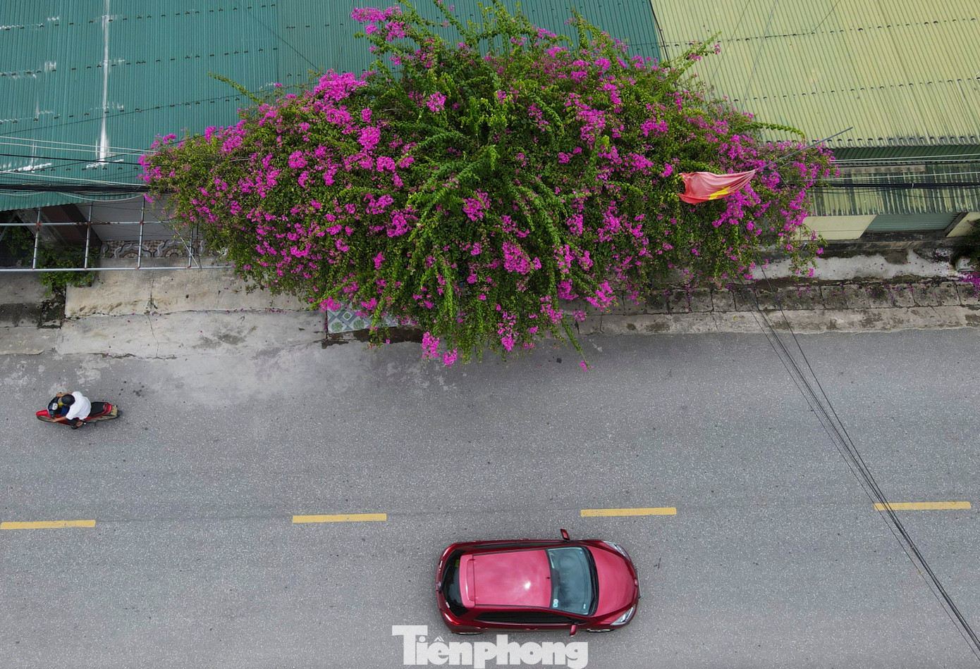 Chủ tịch UBND xã Thiên Lộc Đặng Anh Tuấn chia sẻ toàn xã có 2.500 hộ dân, đến nay 80% dân trong xã đã trồng hoa, trong đó chủ yếu là hoa giấy, hoa mười giờ, cây chuỗi ngọc. Các loài hoa không chỉ giúp tạo cảnh quan cho đường làng, ngõ xóm mà còn thu hút nhiều người đến chiêm ngưỡng, chụp ảnh.