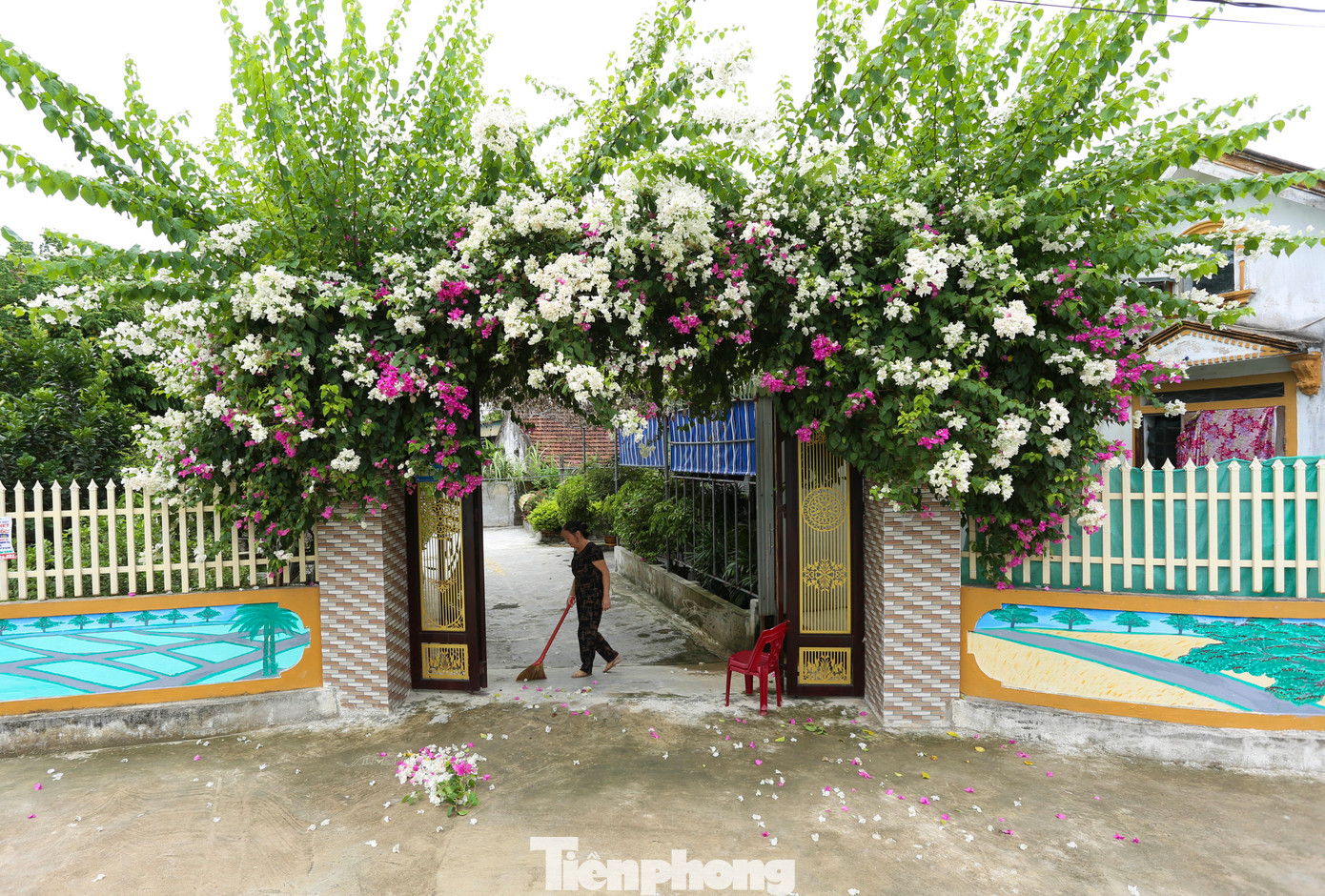 Cánh cổng của gia đình ông Đặng Phúc Tước (83 tuổi, trú thôn Hồng Thịnh, xã Thiên Lộc) được bao bọc bởi dàn hoa giấy màu hồng và trắng ngần khoe sắc rực rỡ.