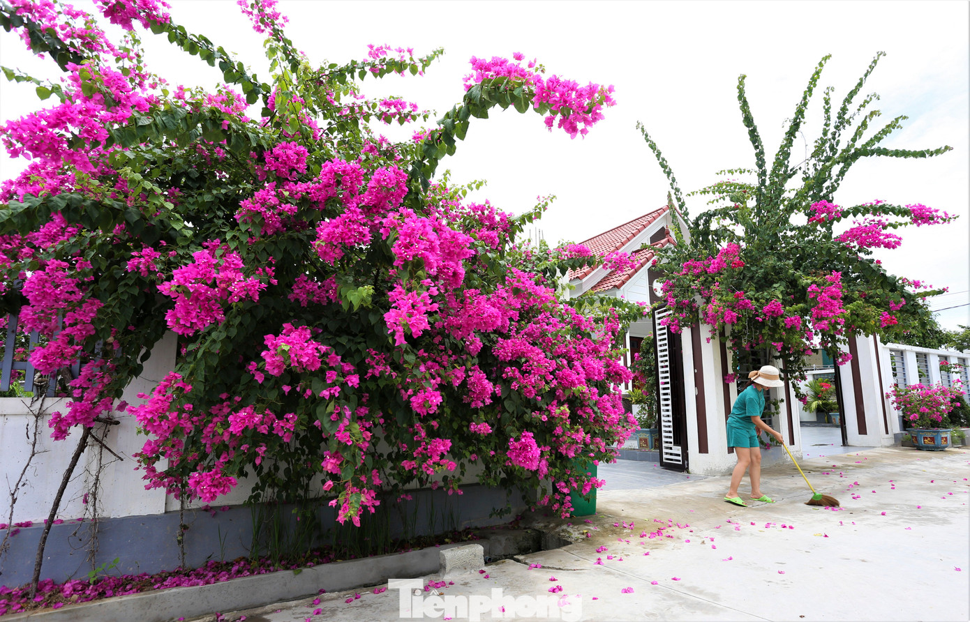 Những thảm hoa giấy được dệt nên từ những bông hoa nhỏ xinh, màu sắc rực rỡ, khiến bao người mê mẩn.