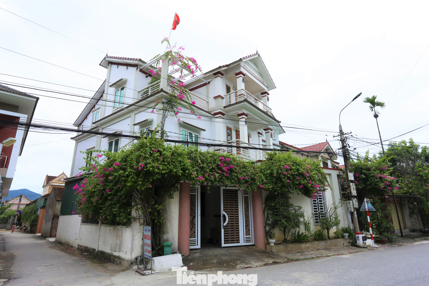 Dàn hoa giấy leo từ cổng lên đến căn nhà 3 tầng, nở hoa rực rỡ.