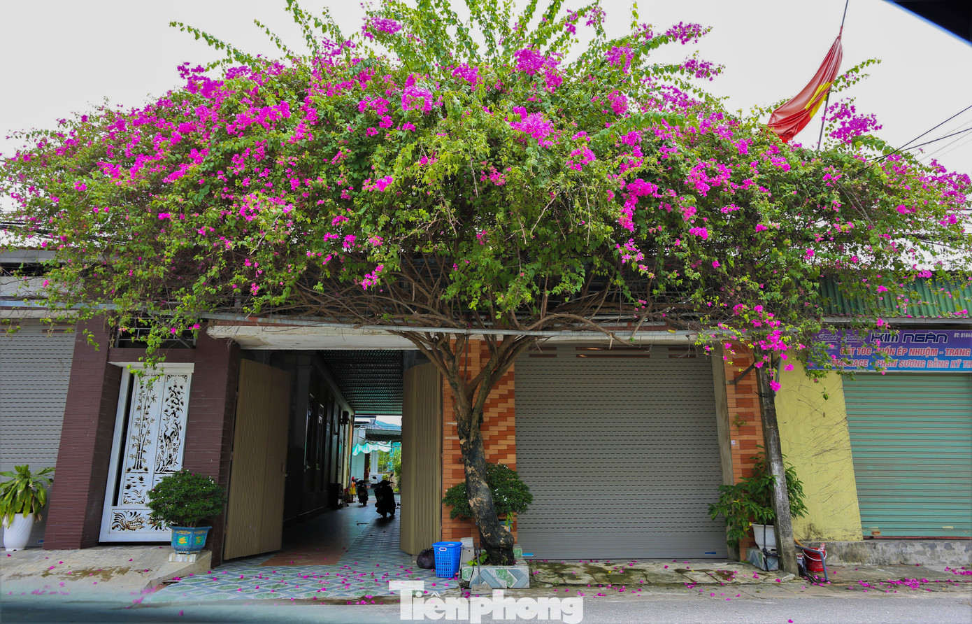 Những dàn hoa đẹp dưới bàn tay chăm sóc của người dân đã góp phần điểm tô thêm bức tranh miền quê nông thôn mới kiểu mẫu.