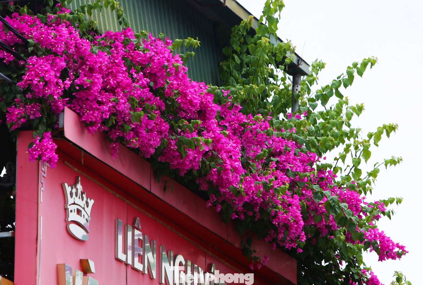 Những thảm hoa giấy được dệt nên từ những bông hoa nhỏ xinh, màu sắc rực rỡ, khiến bao người mê mẩn.