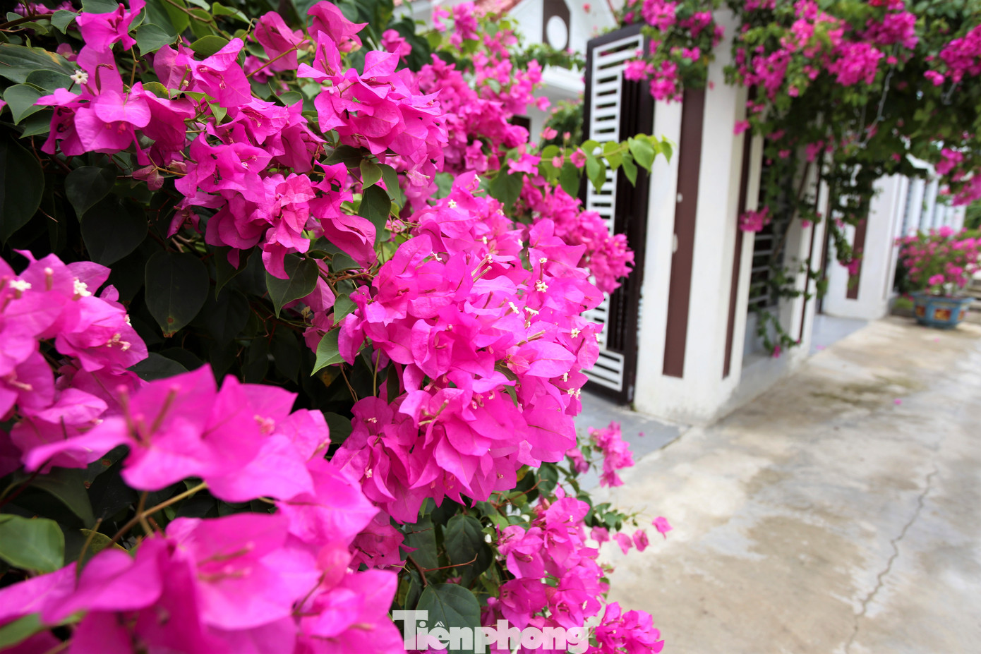 Những thảm hoa giấy được dệt nên từ những bông hoa nhỏ xinh, màu sắc rực rỡ, khiến bao người mê mẩn.