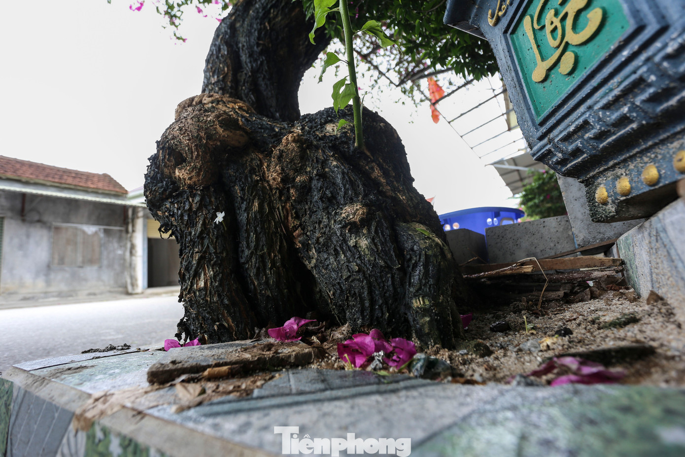 Nhiều gốc hoa giấy có tuổi đời hàng chục năm, sần sùi song vẫn đầy sức sống.