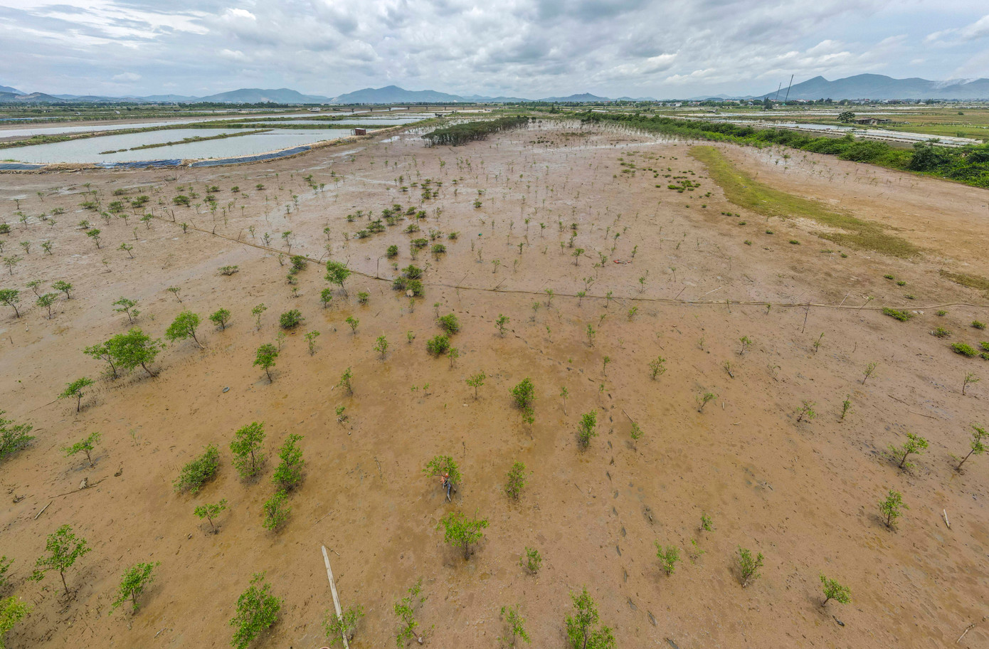 Khoảng 5 năm qua, nhiều diện tích rừng ngập mặn ở xã Hải Ninh (xã Kỳ Hà cũ), tỉnh Hà Tĩnh bị chết hàng loạt. Cơ quan chức năng thống kê có hơn 40ha, trong đó 25ha bị chết không có khả năng phục hồi.
