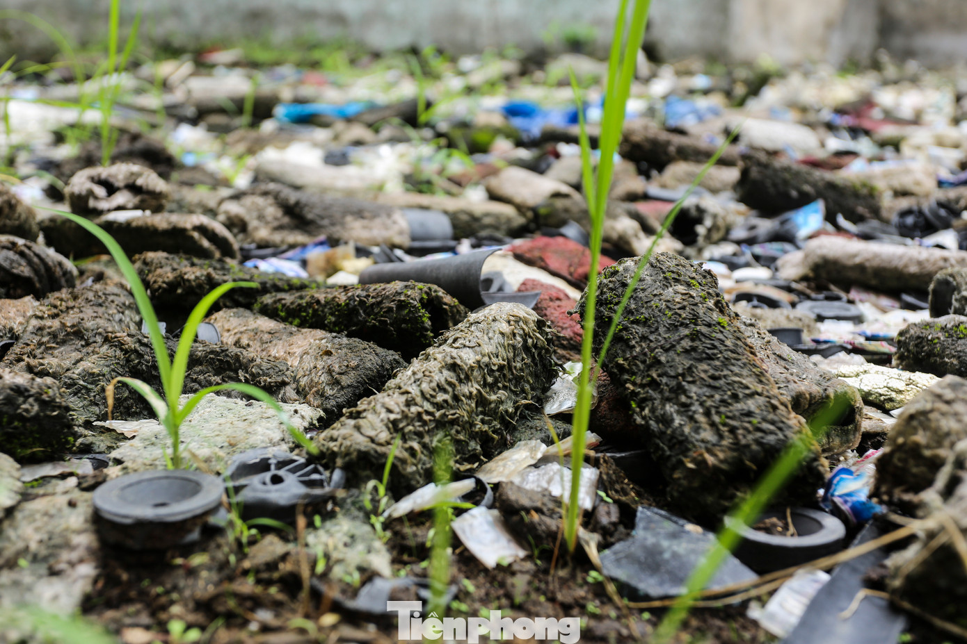 Ông Nguyễn Văn Dũng - Chủ tịch UBND xã Cẩm Lạc cho biết, dự án bỏ hoang nhiều năm, không được triển khai gây lãng phí. Trong khi đó, người dân địa phương cần tư liệu sản xuất song phần đất này chưa chuyển về địa phương.