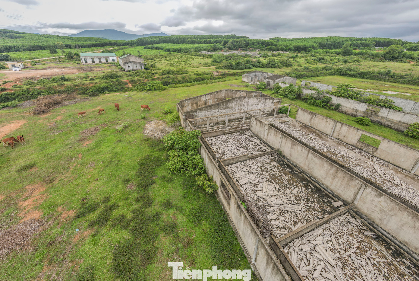 Khu trang trại cùng dự án nằm phơi sương, thành nơi chăn bò của người dân.