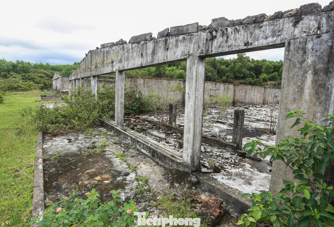 Bỏ hoang nhiều năm khiến trung tâm giống này bị ảnh hưởng, các dãy nhà hư hỏng, xuống cấp. Hiện cây cối mọc um tùm.