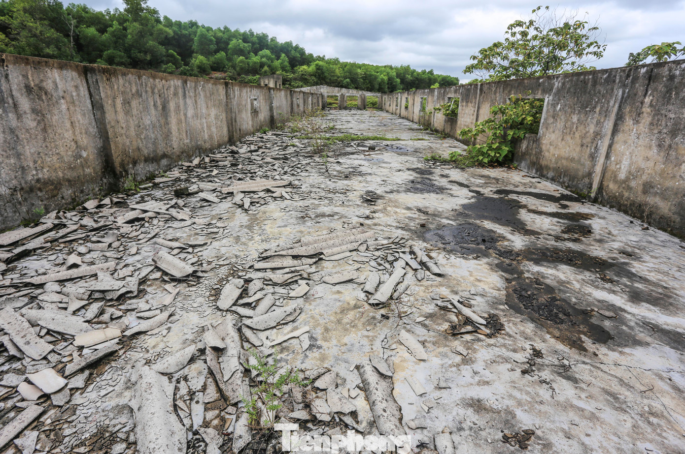 Bỏ hoang nhiều năm khiến trung tâm giống này bị ảnh hưởng, các dãy nhà hư hỏng, xuống cấp. Hiện cây cối mọc um tùm.