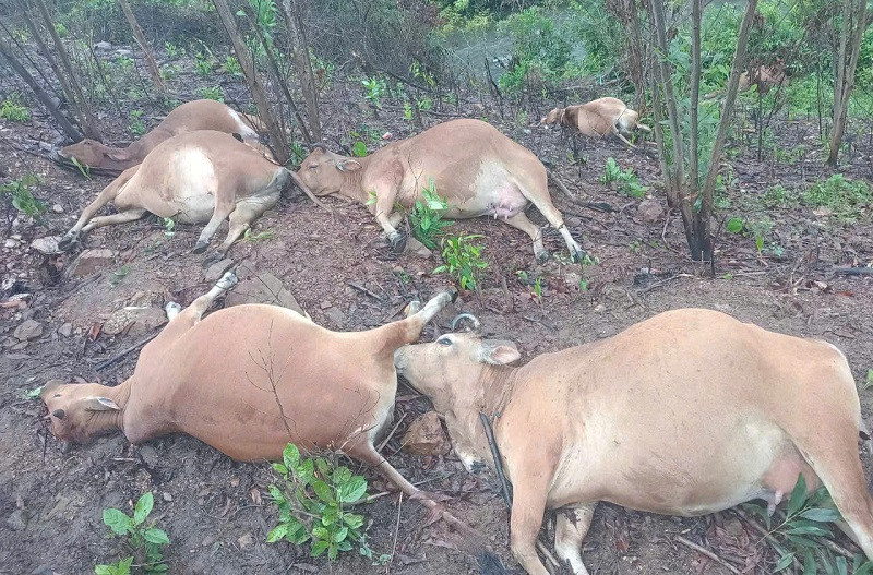 Đàn bò bị chết nghi bị sét đánh.