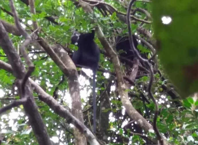 Các cá thể voọc Hà Tĩnh từng được tái thả và ghi nhận ở Khu BTTN Kẻ Gỗ.