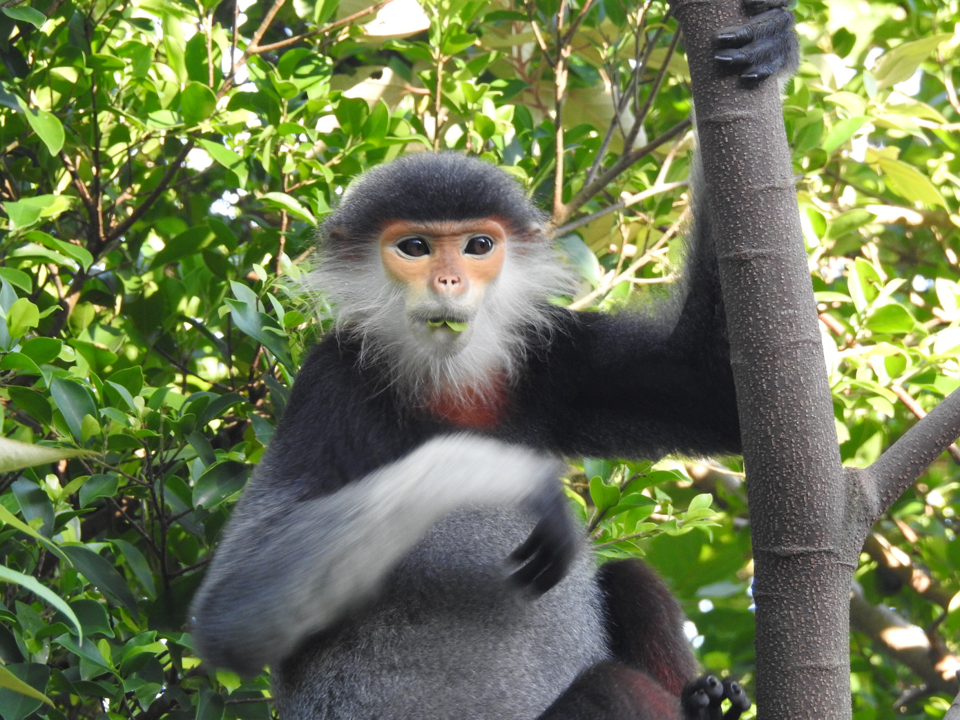 Cá thể chà vá chân nâu.