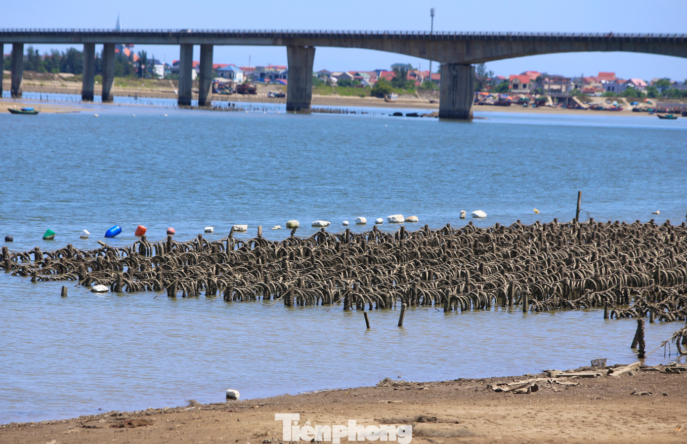 Ngành chức năng địa phương thống kê việc nuôi hàu trái phép hơn 30ha. Ngành chức năng địa phương thống kê việc nuôi hàu trái phép hơn 30ha.