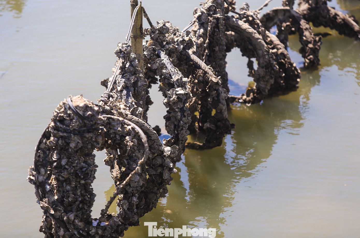 Hàng nghìn cọc bê tông bị chôn xuống lòng sông Rác.