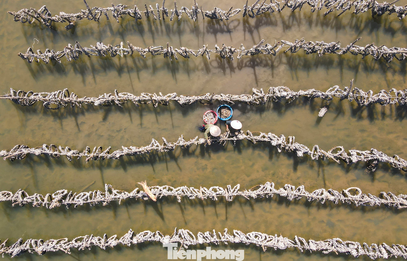 Người dân thu hoạch hàu trên sông. Người dân thu hoạch hàu trên sông.