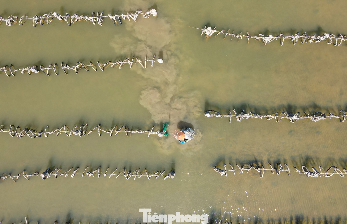 Việc cắm cọc trụ bê tông và dùng giá thể lốp xe nuôi hàu khiến lòng sông Rác như “ma trận”. Người dân rất khó để di chuyển tàu thuyền hoặc thả lưới, đánh bắt cá như trước. Việc cắm cọc trụ bê tông và dùng giá thể lốp xe nuôi hàu khiến lòng sông Rác như “ma trận”. Người dân rất khó để di chuyển tàu thuyền hoặc thả lưới, đánh bắt cá như trước.