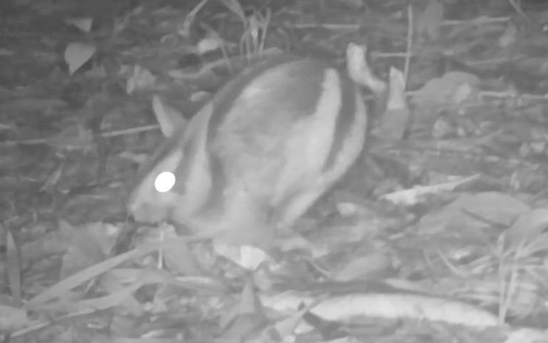 Tại Khu BTTN Kẻ Gỗ đã ghi nhận được 23 loài chim có nguy cơ tuyệt chủng thuộc 13 họ và 9 bộ. Động vật trong khu bảo tồn phân bố không tập trung, thường gặp phân tán ở một số vùng nhất định. Các loài thú chủ yếu phân bố vùng cao, xa trong rừng tự nhiên, gần nguồn nước.