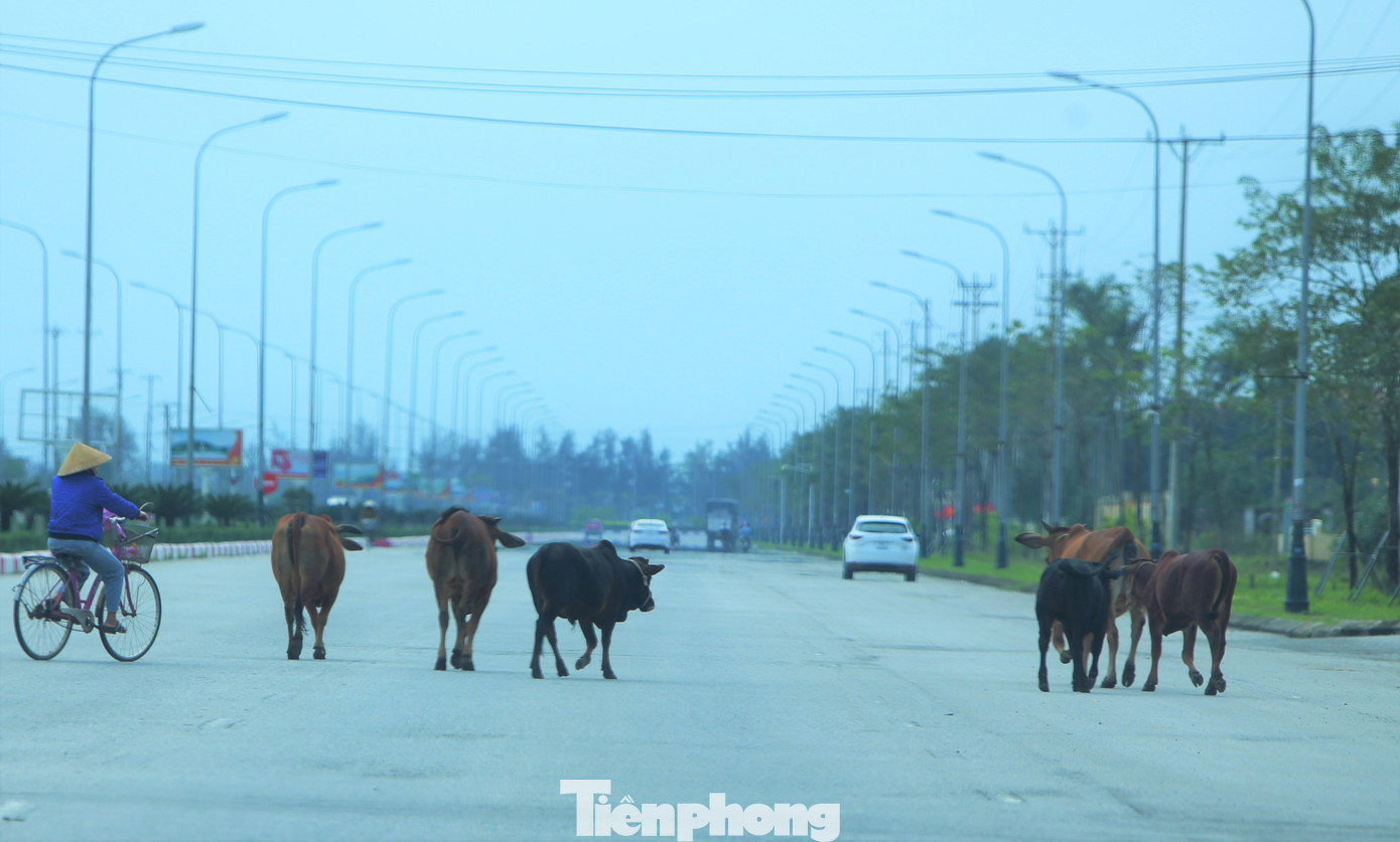 Tình trạng chăn thả gia súc trên tuyến đường còn diễn ra nhiều.