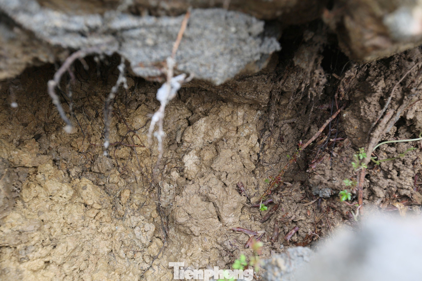 Do mưa lớn nên phần nền đất dọc bờ sông đã mềm nhũn, tiềm ẩn nguy cơ xảy ra sạt lở bất cứ lúc nào.