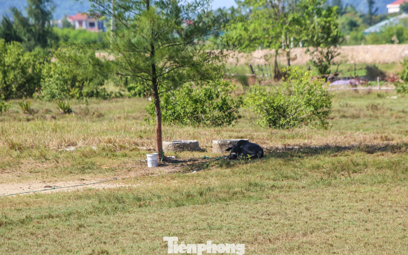 Lãnh đạo UBND xã Hộ Độ (huyện Lộc Hà) thông tin, toàn xã Hộ Độ hiện có 40 hộ diêm dân đang sản xuất 3ha muối trong tổng số 120ha đất muối. Trong ảnh, nhiều diện tích muối cỏ cây um tùm, thành nơi chăn thả gia súc hoặc chăn nuôi gia cầm của người dân.