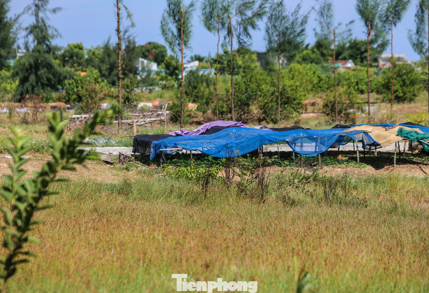Lãnh đạo UBND xã Hộ Độ (huyện Lộc Hà) thông tin, toàn xã Hộ Độ hiện có 40 hộ diêm dân đang sản xuất 3ha muối trong tổng số 120ha đất muối. Trong ảnh, nhiều diện tích muối cỏ cây um tùm, thành nơi chăn thả gia súc hoặc chăn nuôi gia cầm của người dân.