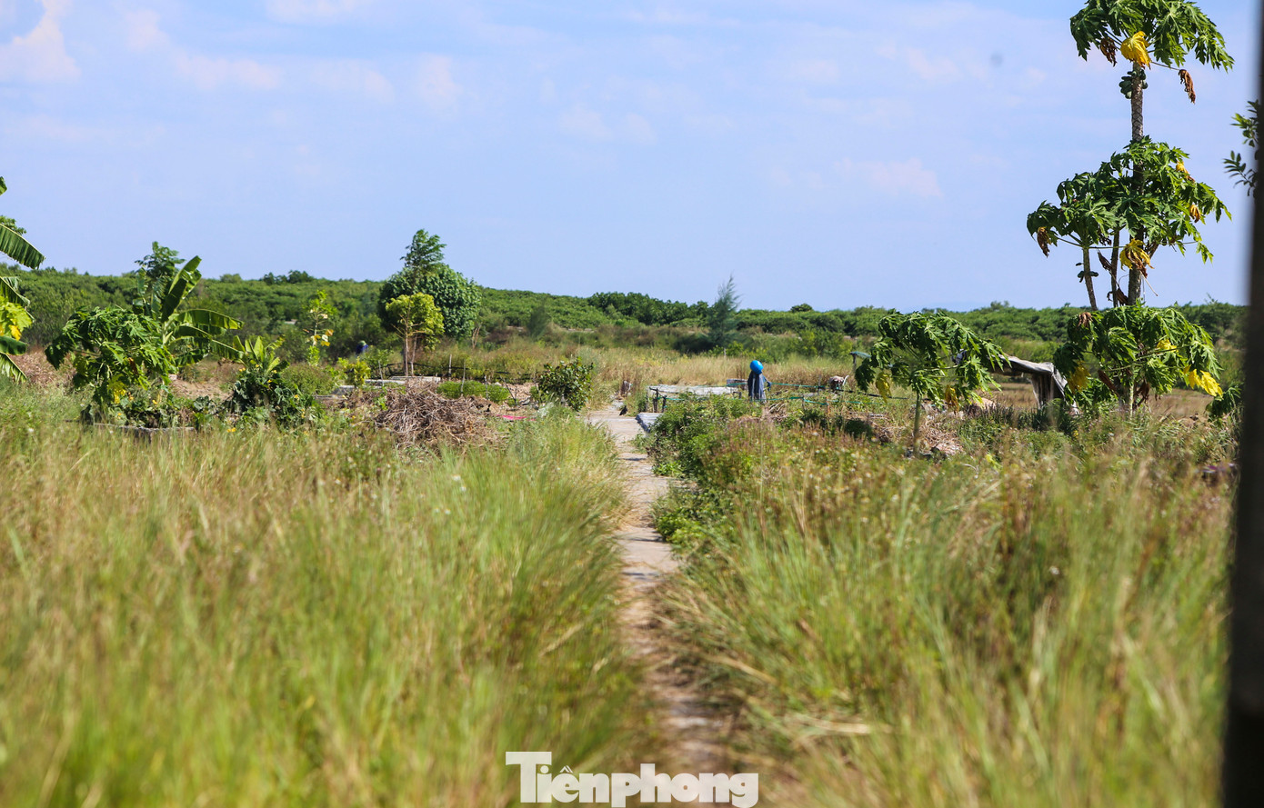 Những ruộng làm muối chỉ lác đác, trên cánh đồng rộng lớn mọc đầy cỏ dại.