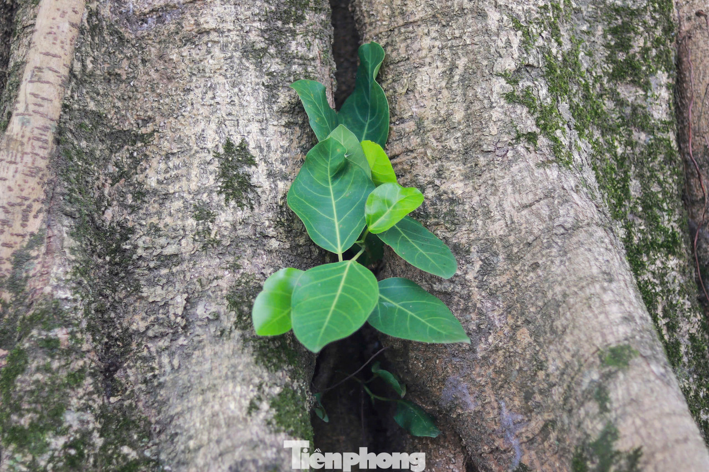 Trải qua hàng trăm năm, gốc và thân cây đa có nhiều ụ nổi, lớp vỏ sần sùi, rêu xanh khắp gốc, cành cây. Cây đa hơn 300 tuổi, vẫn đâm chồi, phát triển xanh tốt, mặc dù trải qua nhiều năm tháng và sự tàn phá của thời gian.