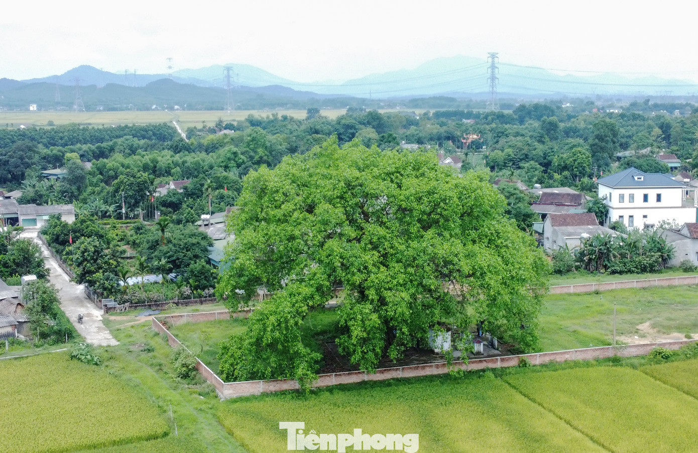 Nằm giữa làng Quốc Tuấn (trước đây gọi là làng A Mè) xã Cẩm Mỹ, huyện Cẩm Xuyên (Hà Tĩnh), cây đa cổ thụ đã tồn tại hơn 300 năm.