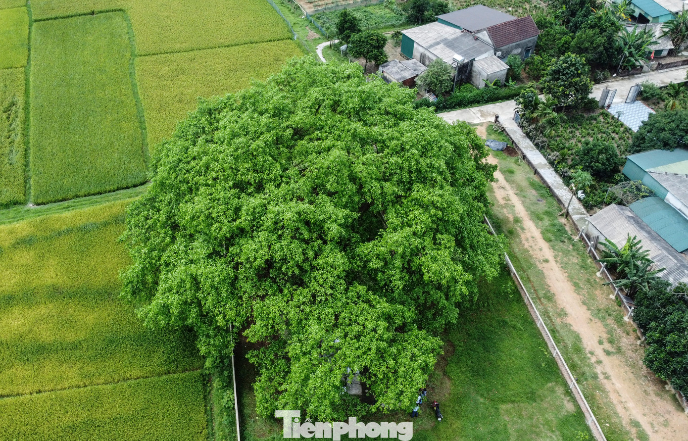 Cây đa cao 40 m, tán lá rộng với hơn 10 nhánh lớn, tạo bóng mát cho cả khu vực rộng lớn. Được người dân địa phương truyền tụng, cây đa gắn liền với nhiều sự kiện quan trọng lịch sử của làng, từ thời kỳ chiến tranh cho đến những năm tháng gian khó của mùa lũ.