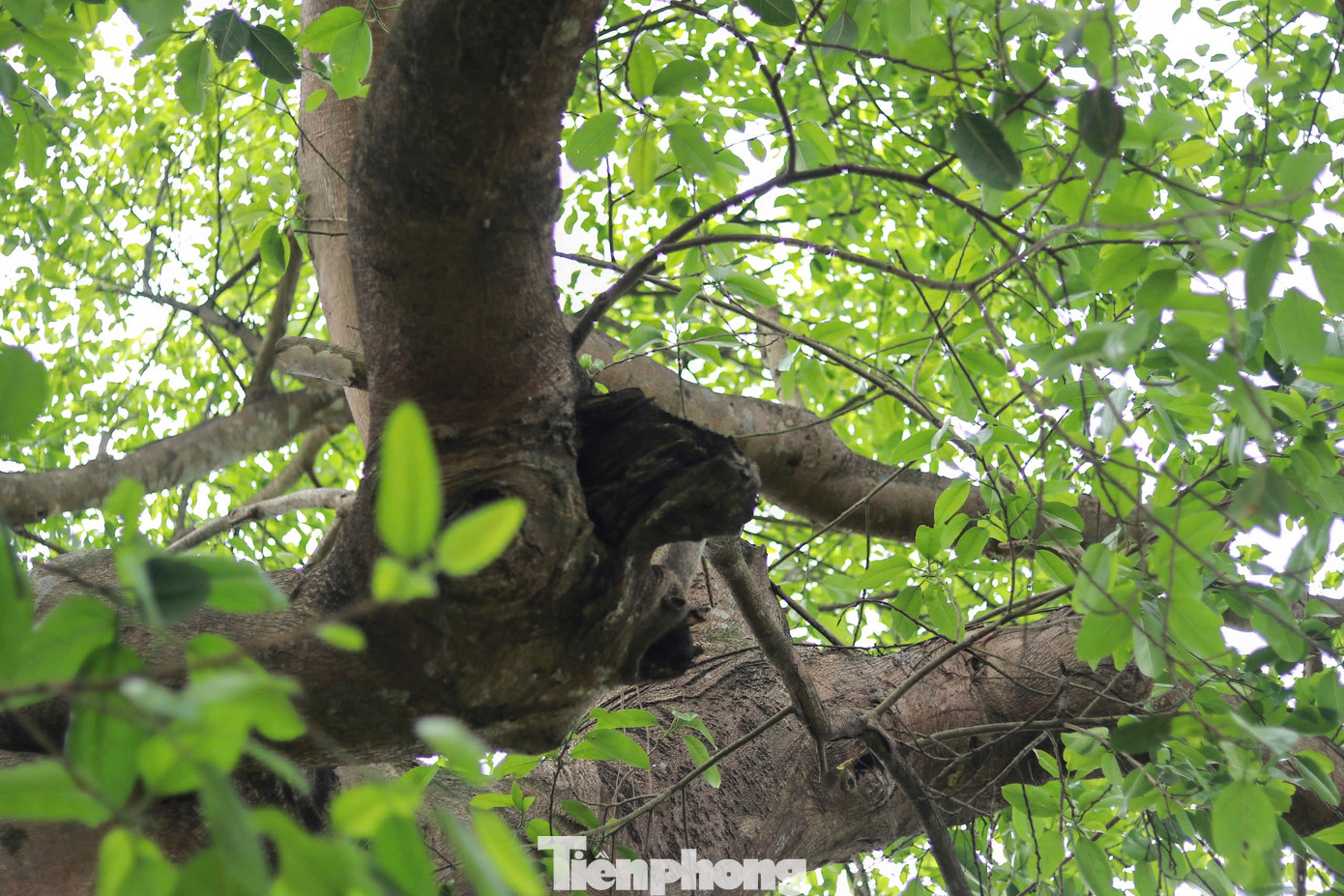 Trải qua hàng trăm năm, gốc và thân cây đa có nhiều ụ nổi, lớp vỏ sần sùi, rêu xanh khắp gốc, cành cây. Cây đa hơn 300 tuổi, vẫn đâm chồi, phát triển xanh tốt, mặc dù trải qua nhiều năm tháng và sự tàn phá của thời gian.