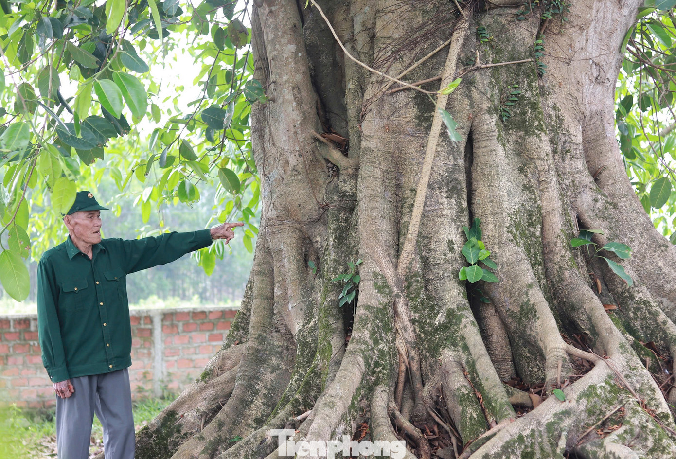 Theo các cụ cao niên ở làng Quốc Tuấn, trong suốt cuộc chiến tranh chống Pháp và Mỹ, cây đa là nơi trú ẩn an toàn cho các chiến sĩ và người dân khi bị thương. Những nhánh cây to, rậm rạp đã che chắn quân ta trước sự tấn công của máy bay địch, trở thành "lá chắn" hữu hiệu giúp bảo vệ lực lượng bộ đội, dân quân.