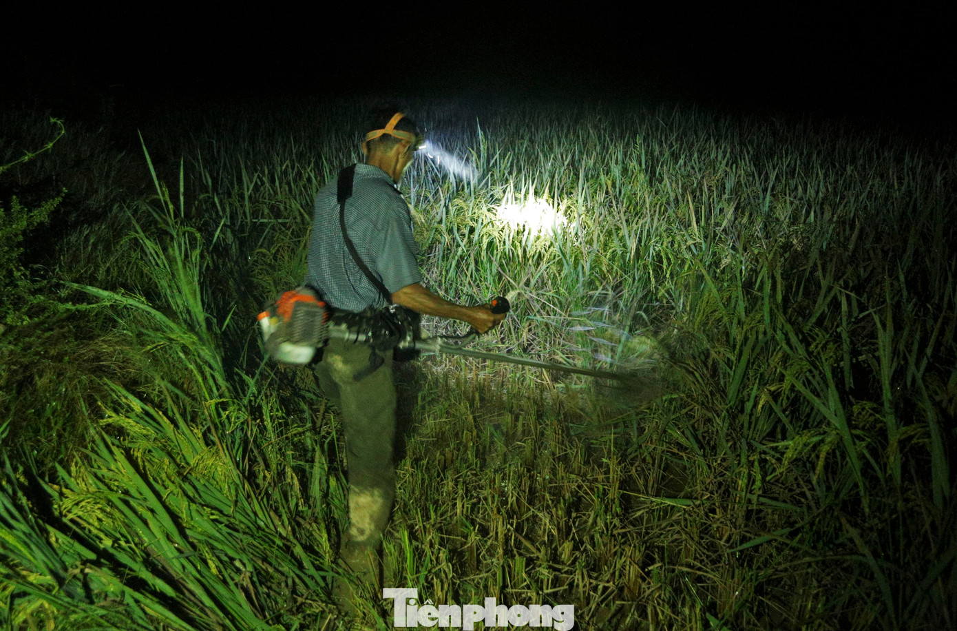 Tại các vùng máy gặt liên hợp không thể tiếp cận, người dân địa phương cũng tổ chức gặt thủ công từ sáng sớm hoặc buổi tối để tránh nắng, đảm bảo thu hoạch lúa đúng thời vụ.