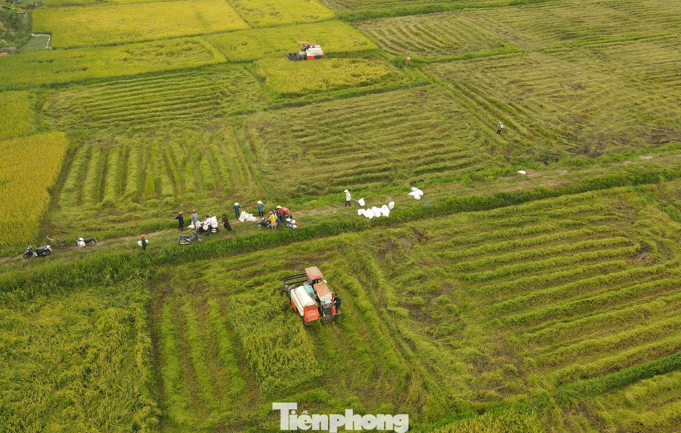Những chiếc máy gặt rền vang, chạy từ thửa ruộng này sang thửa ruộng khác, thu hoạch gọn lúa xuân. Dọc các trục đường nội đồng, người dân hối hả thu gom, vận chuyển lúa về phơi.