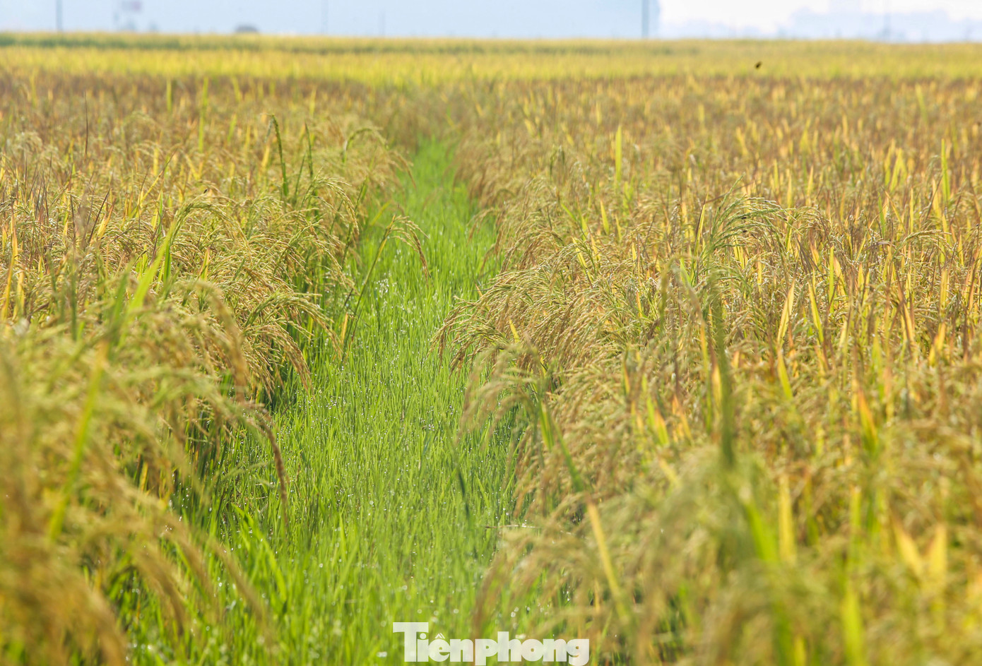 Những ngày này, các cánh đồng lúa ở Hà Tĩnh đã chín vàng rộ, hạt nặng trĩu bông cho một vụ mùa bội thu, nông dân phấn khởi thu hoạch.