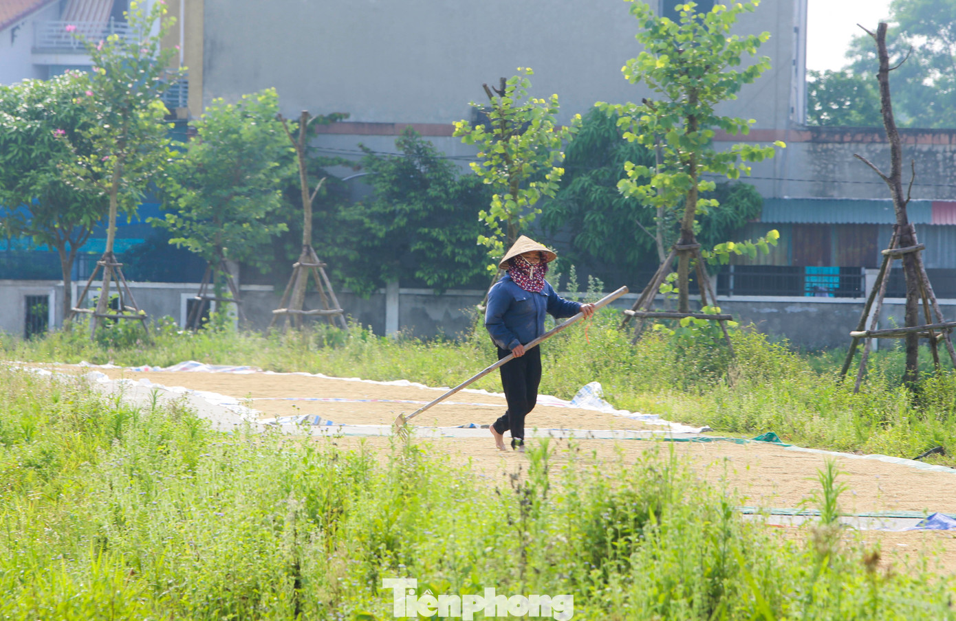 Lúa thu hoạch xong được phơi nắng để bán giá cao hoặc bán ngay tại ruộng cho thương lái.