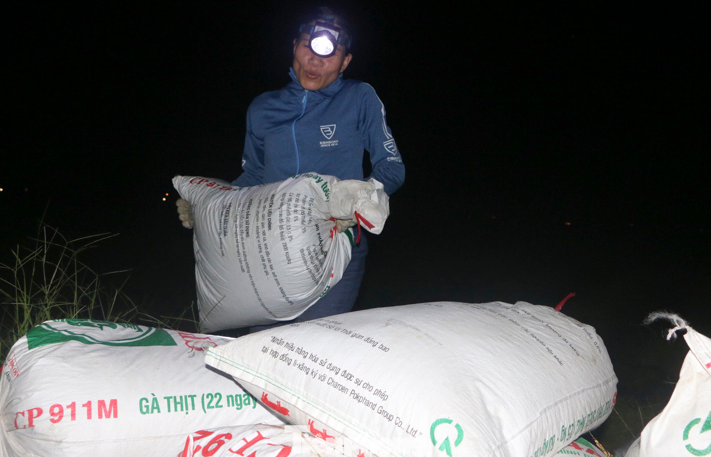 Lúa thu hoạch xong được phơi nắng để bán giá cao hoặc bán ngay tại ruộng cho thương lái.