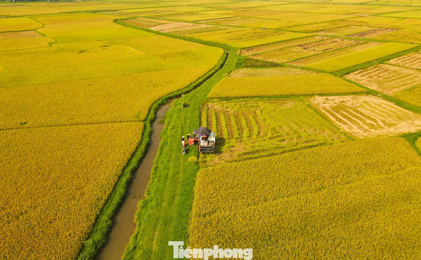 Vụ xuân năm 2024, toàn tỉnh Hà Tĩnh sản xuất hơn 59.000 ha lúa; chủ yếu gieo cấy nhóm giống chủ lực, nhóm giống có tiềm năng năng suất, chất lượng, thời gian sinh trưởng từ 120 - 135 ngày. Đến thời điểm này, hơn 12.000 ha lúa đã được thu hoạch.