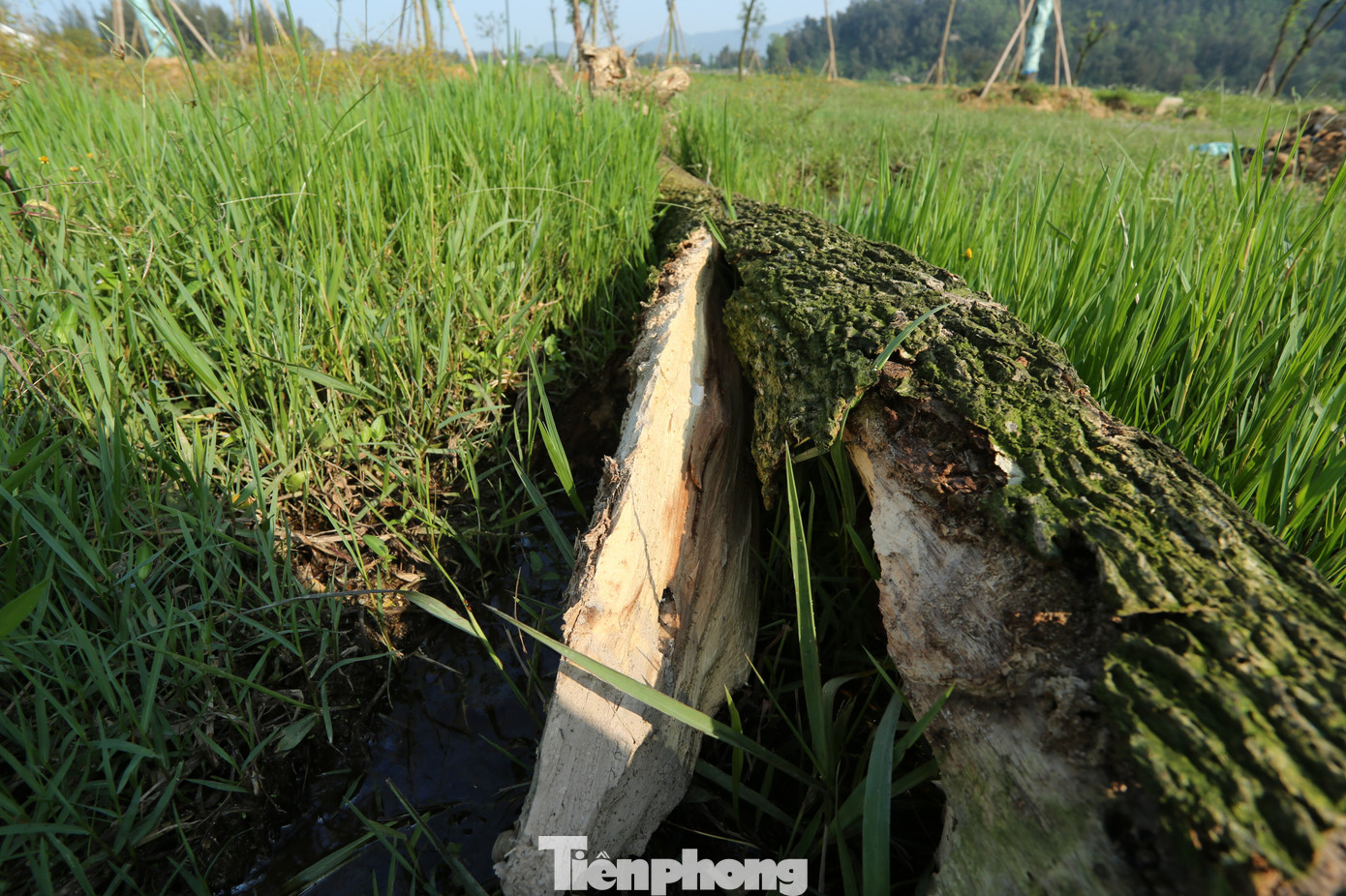 Qua tìm hiểu, có ít nhất 5 dự án trồng, chăm sóc cây xanh với giá trị hàng chục tỷ đồng được thực hiện tại huyện Lộc Hà. Qua tìm hiểu, có ít nhất 5 dự án trồng, chăm sóc cây xanh với giá trị hàng chục tỷ đồng được thực hiện tại huyện Lộc Hà.