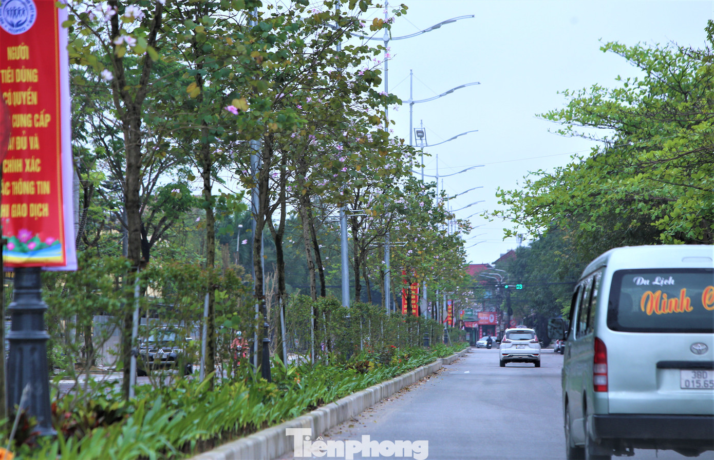 Dự án trồng cây hoa ban trên đường Xuân Diệu (thành phố Hà Tĩnh) phát triển tốt, nở hoa đẹp. Dự án trồng cây hoa ban trên đường Xuân Diệu (thành phố Hà Tĩnh) phát triển tốt, nở hoa đẹp.