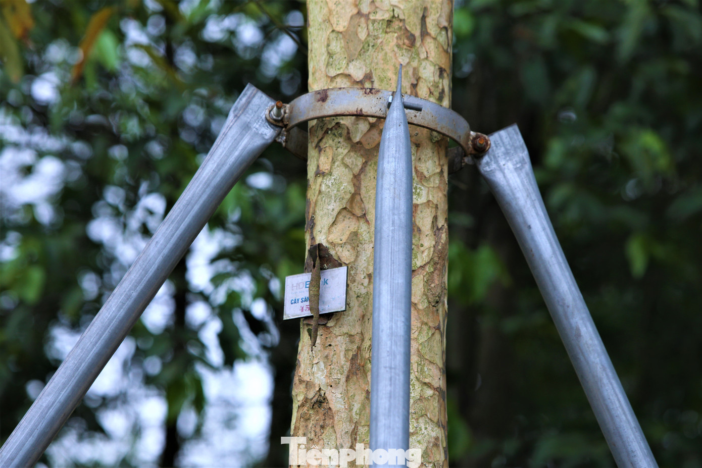 Một số dự án còn sử dụng các trụ chống bằng sắt, tránh đổ ngã. Một số dự án còn sử dụng các trụ chống bằng sắt, tránh đổ ngã.