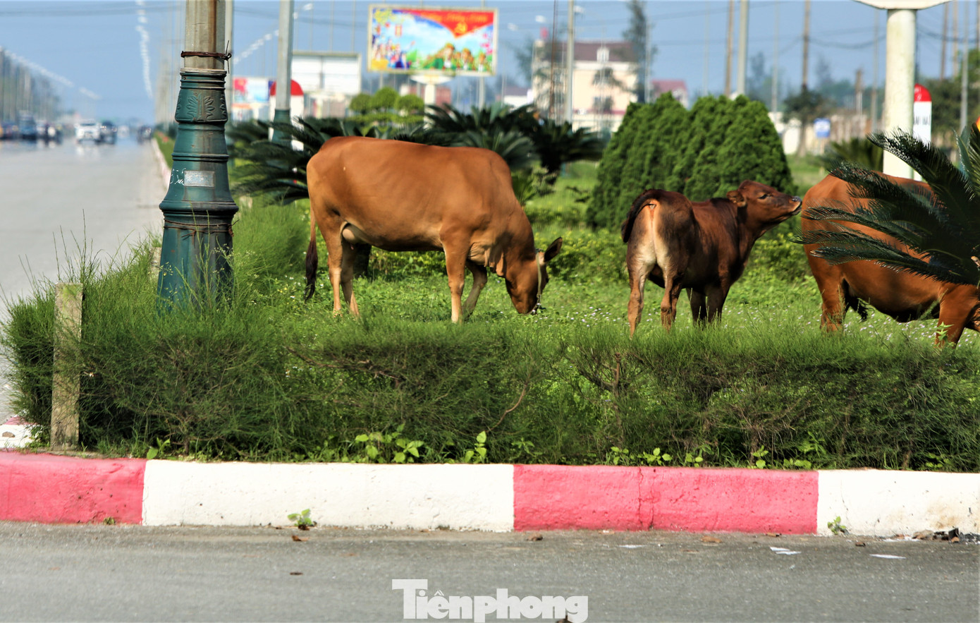 “Mấy năm thấy trồng cây nhưng các con đường vẫn thiếu màu xanh. Nếu trồng cây mà không bảo vệ, chăm sóc đúng mức sẽ khó phát triển. Ngoài ra, việc trâu bò thả rông cũng khiến cây bị lay gốc, rễ dẫn đến tình trạng chết dần”, anh Điệp (33 tuổi, trú huyện Lộc Hà) cho hay. “Mấy năm thấy trồng cây nhưng các con đường vẫn thiếu màu xanh. Nếu trồng cây mà không bảo vệ, chăm sóc đúng mức sẽ khó phát triển. Ngoài ra, việc trâu bò thả rông cũng khiến cây bị lay gốc, rễ dẫn đến tình trạng chết dần”, anh Điệp (33 tuổi, trú huyện Lộc Hà) cho hay.