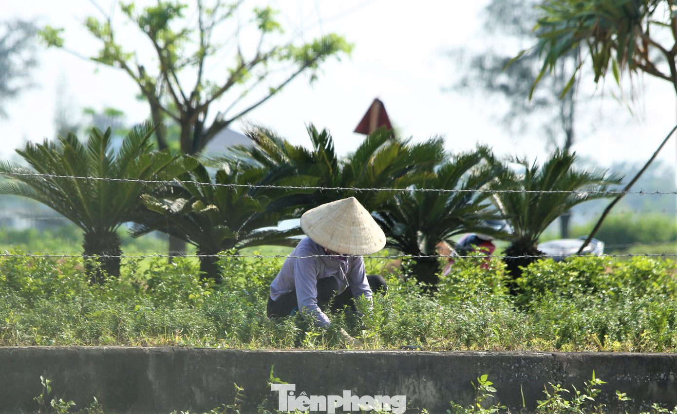 Hiện có một số dự án tại huyện Lộc Hà, công nhân vẫn đang chăm sóc cây. Hiện có một số dự án tại huyện Lộc Hà, công nhân vẫn đang chăm sóc cây.