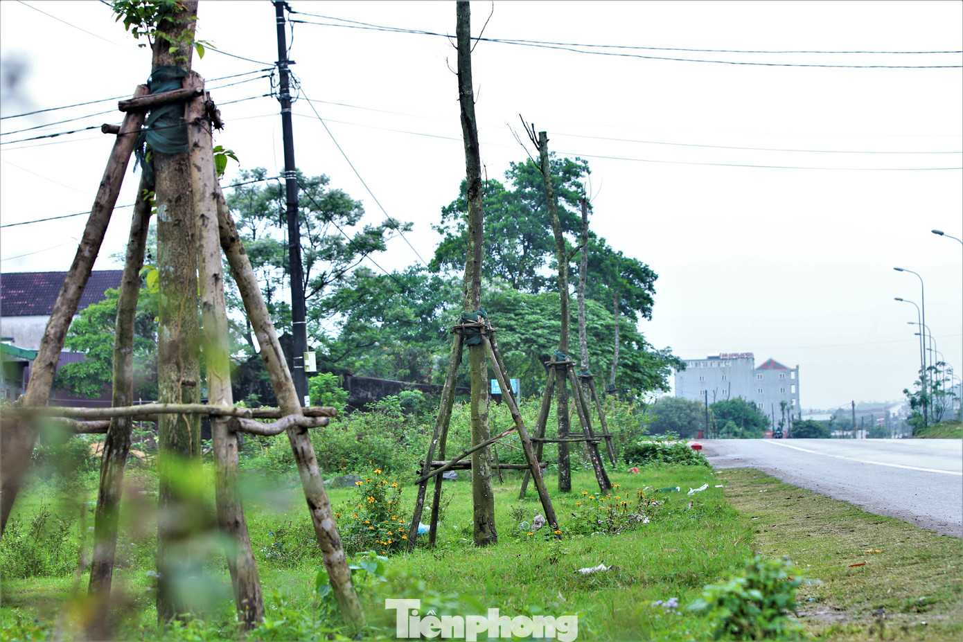 Loạt cây xanh trồng dọc hai bên Quốc lộ 1 qua thị xã Kỳ Anh nhiều cây có dấu hiệu chết, khô, mối bám lên thân cây. Loạt cây xanh trồng dọc hai bên Quốc lộ 1 qua thị xã Kỳ Anh nhiều cây có dấu hiệu chết, khô, mối bám lên thân cây.