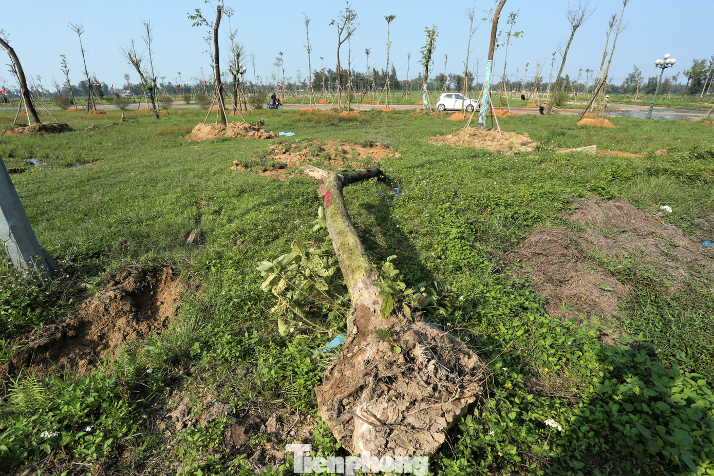 Quảng trường Mai Hắc Đế, huyện Lộc Hà cũng đã được trồng hàng trăm cây muồng tím. Tuy nhiên, tại khu vực có hàng chục cây có đường kính 20-35cm bị chết khô, được đào lên vứt ngổn ngang ở các bãi đất. Quảng trường Mai Hắc Đế, huyện Lộc Hà cũng đã được trồng hàng trăm cây muồng tím. Tuy nhiên, tại khu vực có hàng chục cây có đường kính 20-35cm bị chết khô, được đào lên vứt ngổn ngang ở các bãi đất.