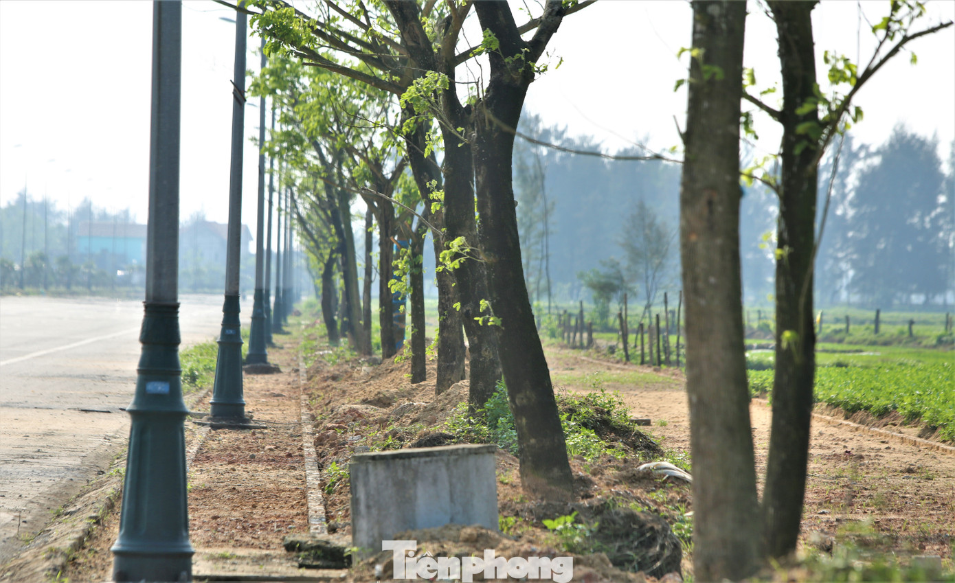 Điển hình tại dự án Chăm sóc, duy trì và trồng mới cây xanh đô thị huyện Lộc Hà năm 2021 có tổng mức đầu tư 5 tỷ đồng, địa phương này đấu thầu, trồng, chăm sóc 206 cây muồng tím (Kích thước bầu 0,7x0,7x0,7(m); H=>4m; ĐK cổ rễ (đo cách gốc rể 10-20cm)>=25cm). Tính ra, tổng chi phí để trồng 01 cây muồng tím tại dự án này là hơn 24,2 triệu đồng/cây. Công trình do Công ty TNHH Cây xanh Tây Nam Bộ thực hiện. Điển hình tại dự án Chăm sóc, duy trì và trồng mới cây xanh đô thị huyện Lộc Hà năm 2021 có tổng mức đầu tư 5 tỷ đồng, địa phương này đấu thầu, trồng, chăm sóc 206 cây muồng tím (Kích thước bầu 0,7x0,7x0,7(m); H=>4m; ĐK cổ rễ (đo cách gốc rể 10-20cm)>=25cm). Tính ra, tổng chi phí để trồng 01 cây muồng tím tại dự án này là hơn 24,2 triệu đồng/cây. Công trình do Công ty TNHH Cây xanh Tây Nam Bộ thực hiện.